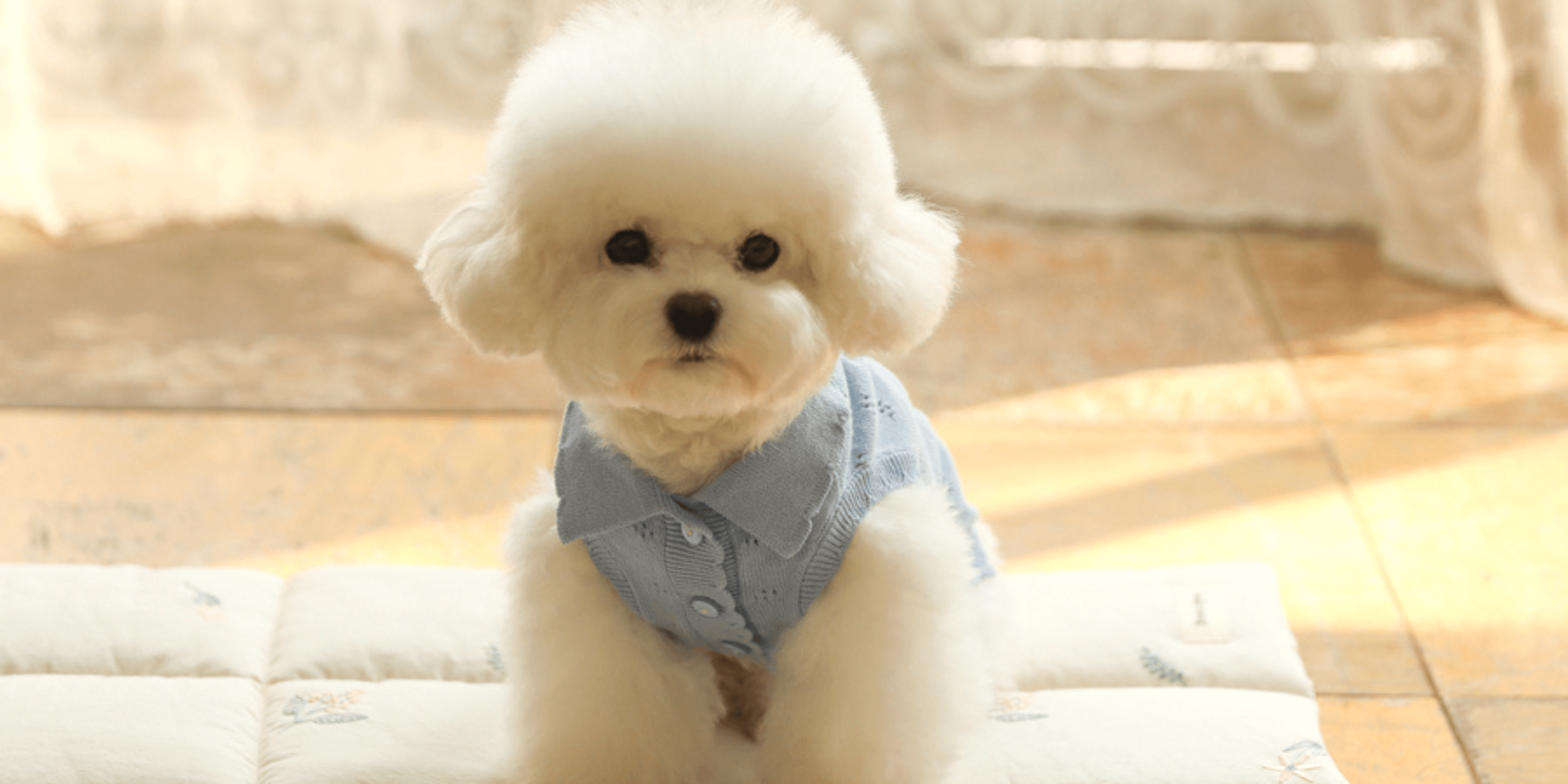 minime｜韓国犬服・ドッグウェア通販サイト