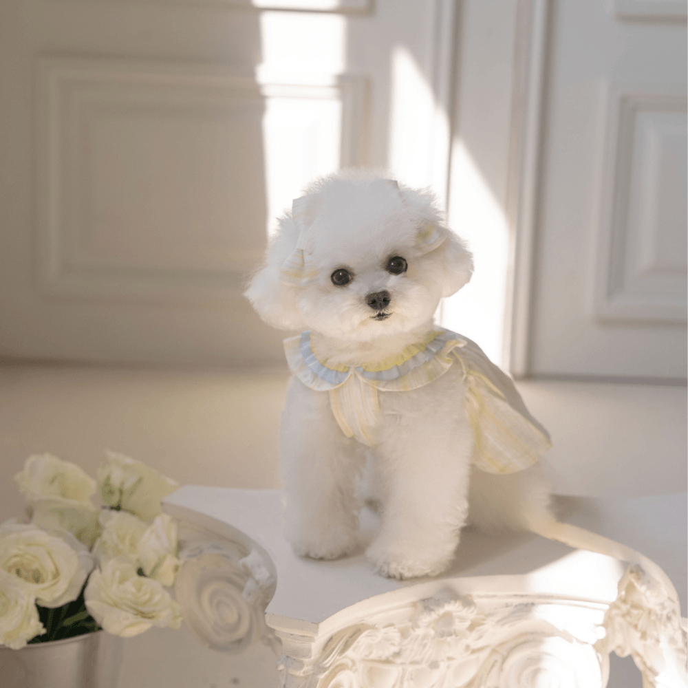 Sunkist Dress（Yellow）