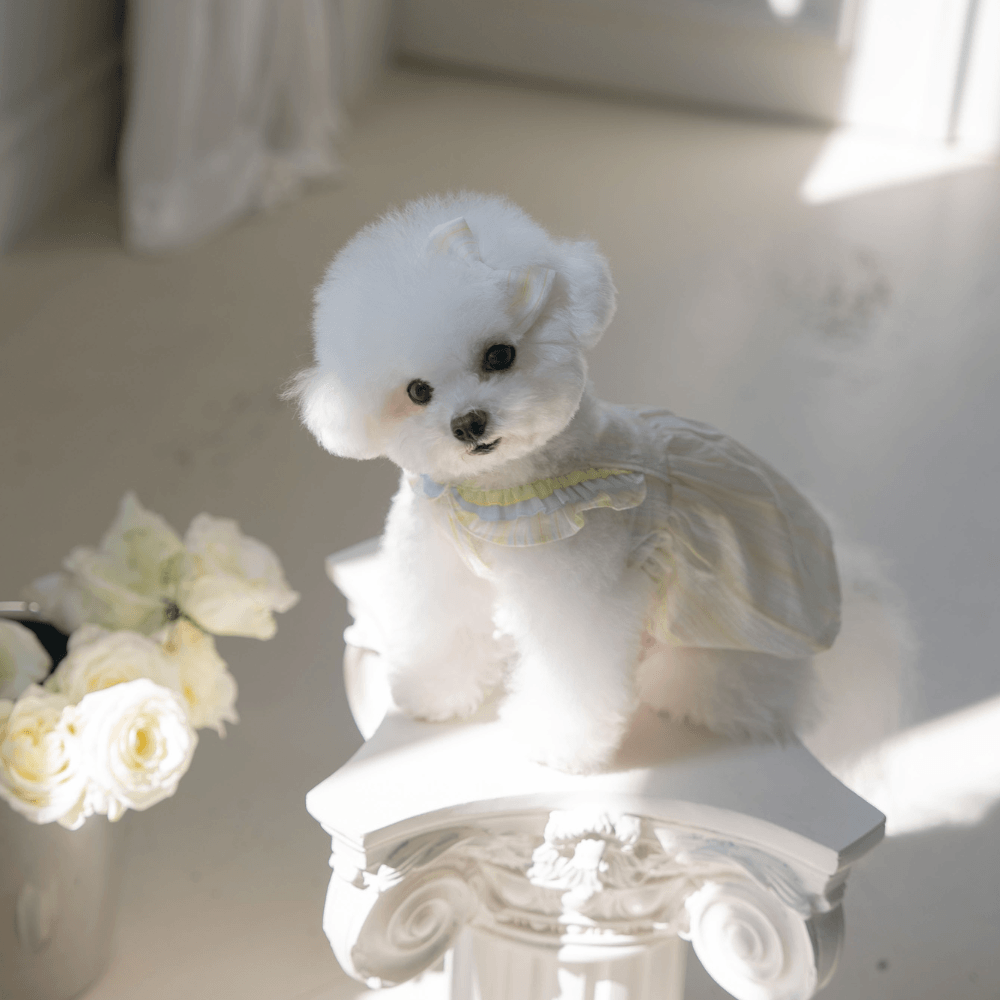 Sunkist Dress（Yellow）